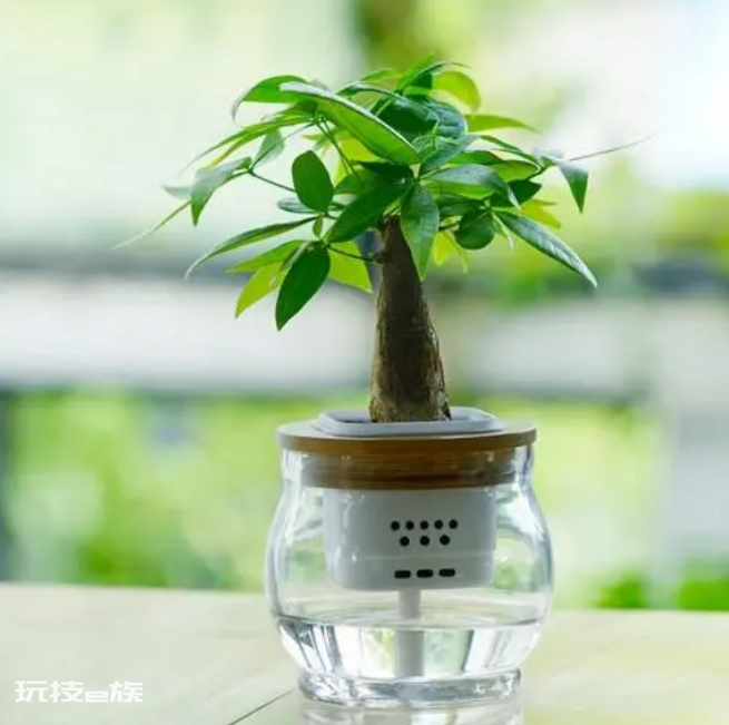 室内植物盆景十大排名(适合干燥的室内养殖的盆栽绿植)-图片6